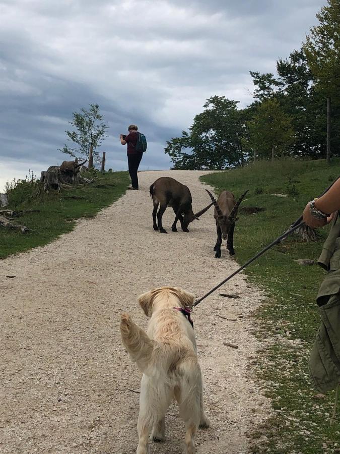 Apartmán Millies Hosting - Familienurlaub Mit Hund In Kaernten Sankt Paul im Lavanttal Exteriér fotografie